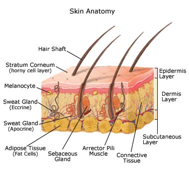 [img-skin-anatomy.jpg]
