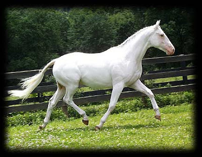 Fenwood Thoroughbreds. White+Thoroughbred+Snowman