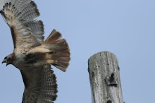 Red Tail Hawk