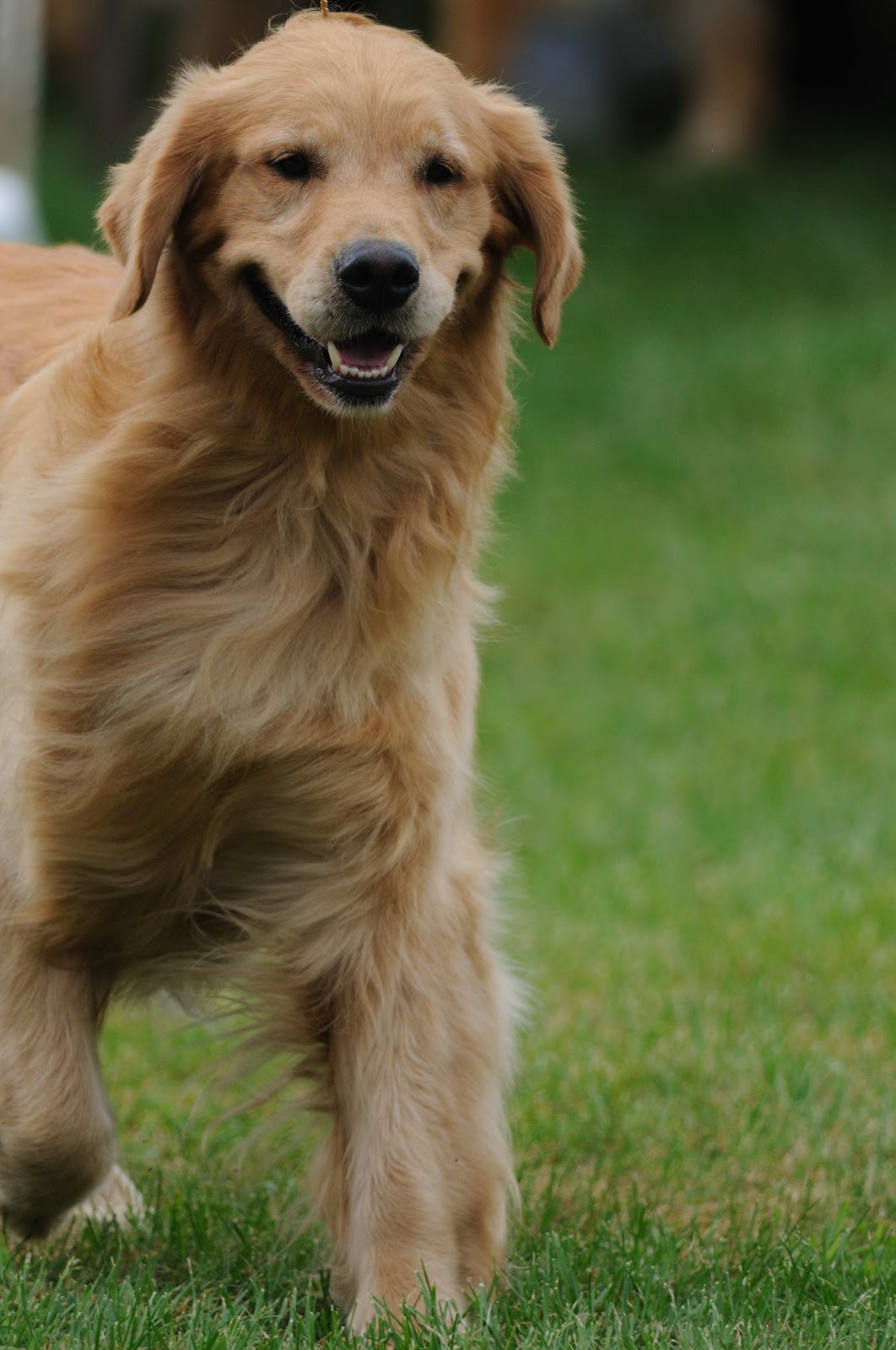 KRNaturalPhoto Dog Show Day 2 Golden Retrievers