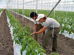 Revisando plantas