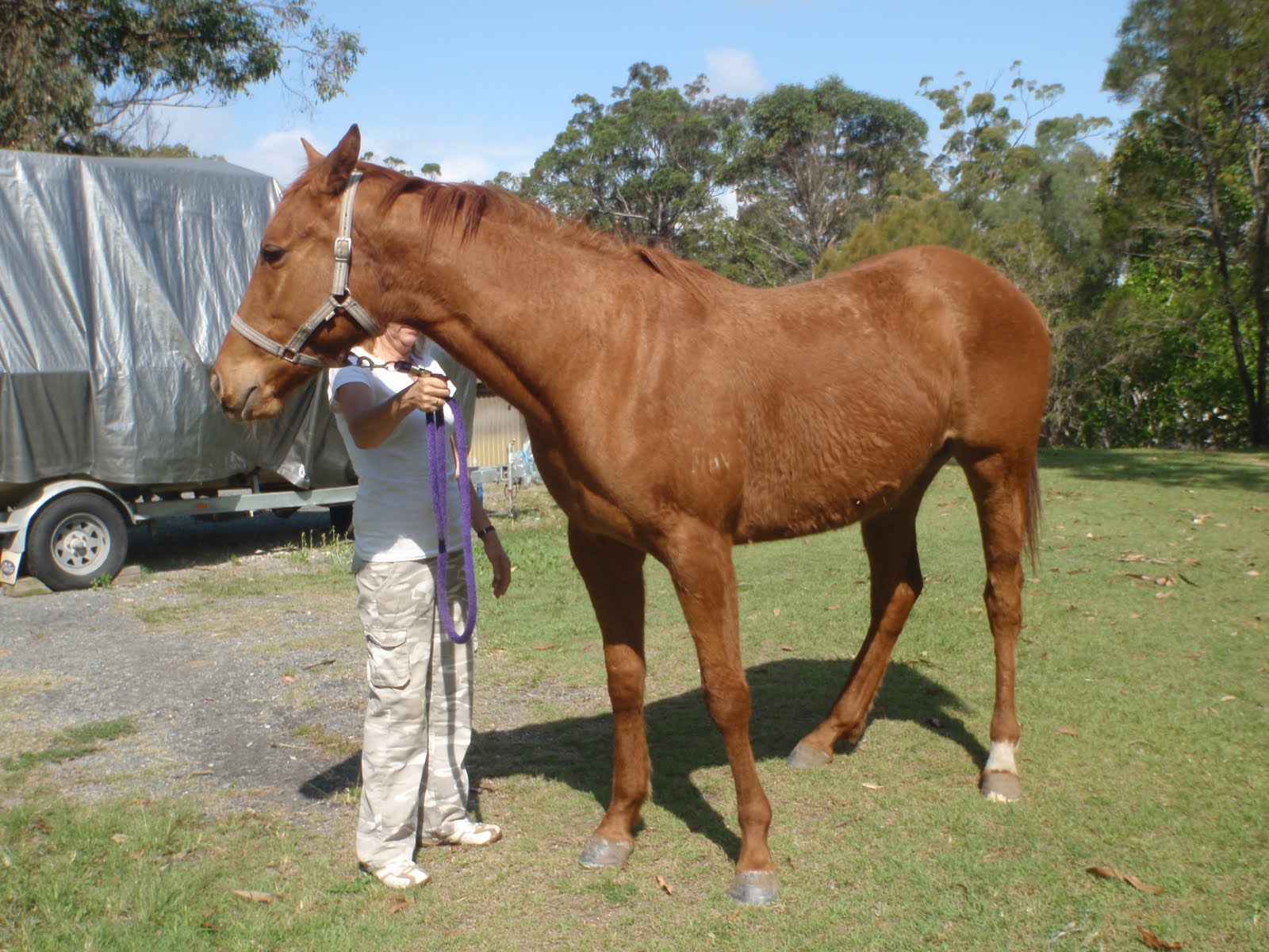 Save a Horse Australia Horse Rescue and Sanctuary Three New Horses For