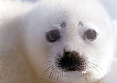 [focas.jpg]