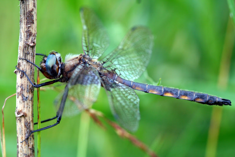 [meadowhawkmaybe.jpg]