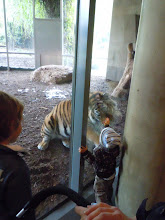 Tiger trying to attack the baby at Vienna Zoo.