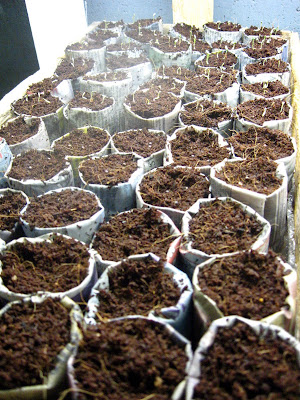 seedling pots