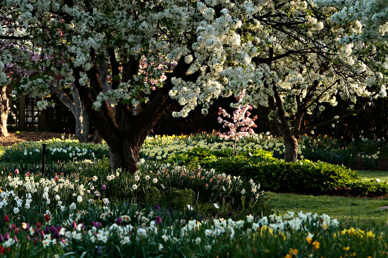 Kyle Spradley Photography Blog Spring bloom at Missouri Botanical Garden