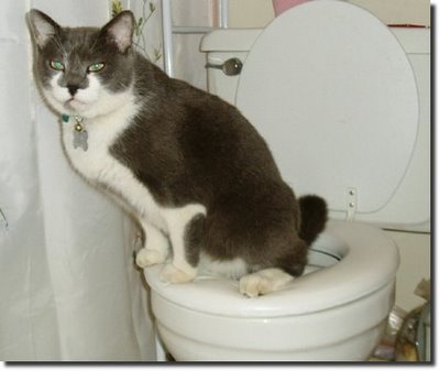 [gato+wc.jpg]