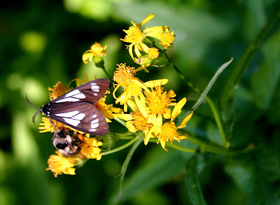 Bee Butterfly