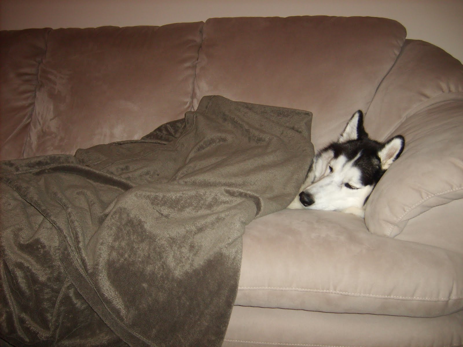 Sleepy Little Husky November 2009