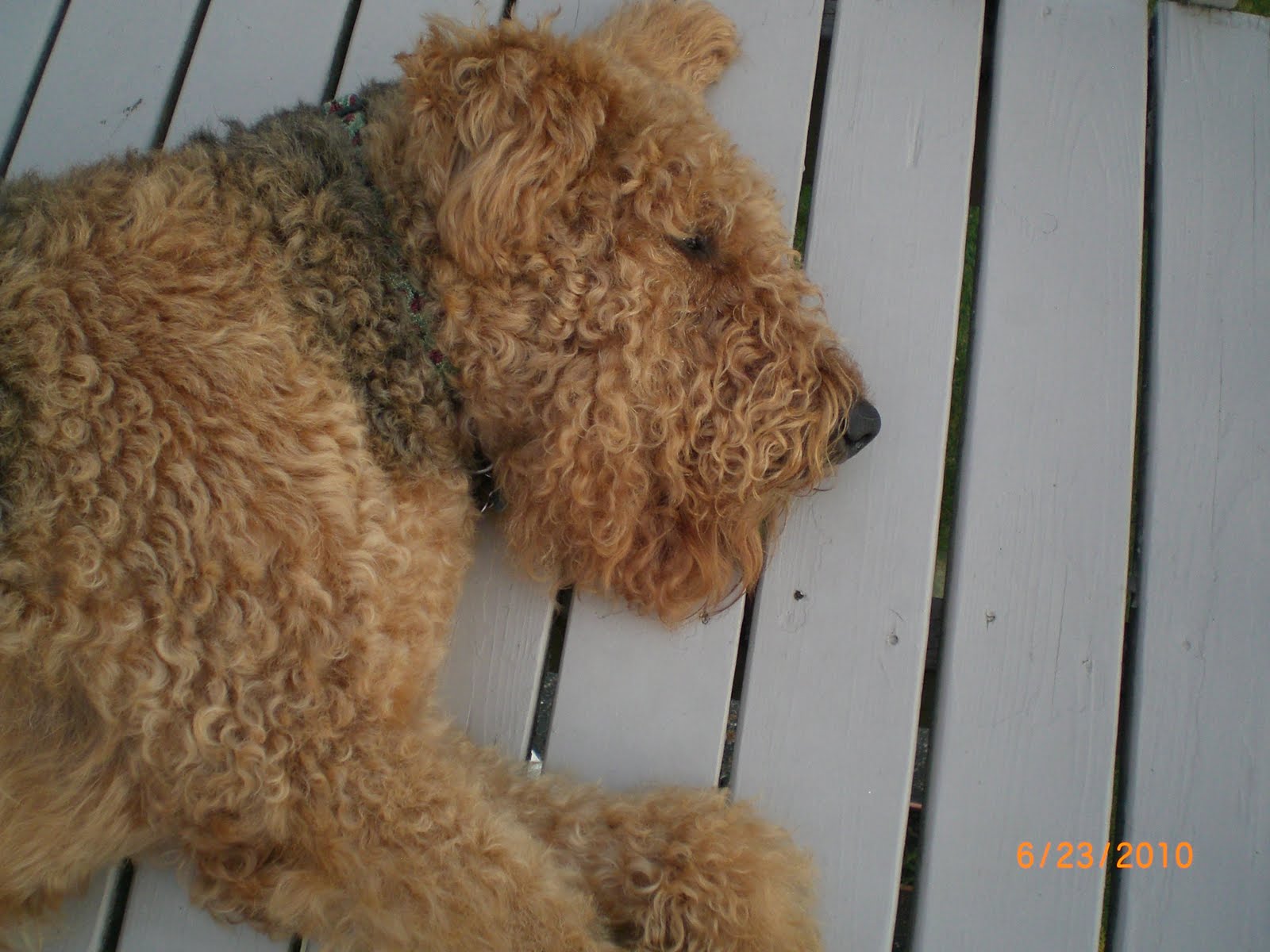 Day 6 Curly Dog, Straight Leg and Sugar Needed! Images Frompo