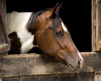 Horse in Barn