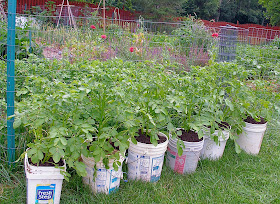 Living The Frugal Life Potato Buckets Experimental Yields