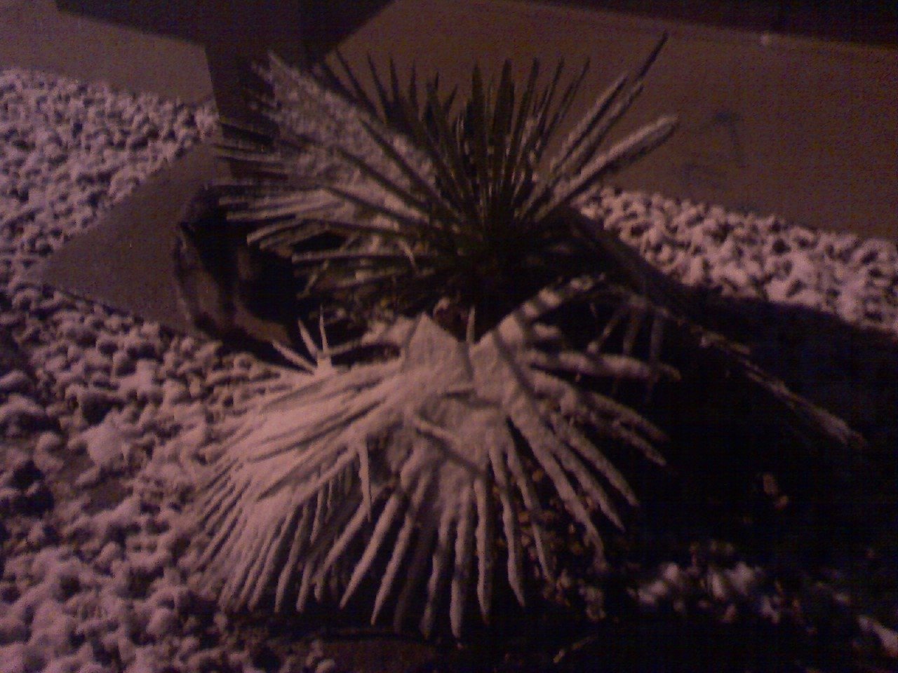 [snow+on+palm+trees.JPG]