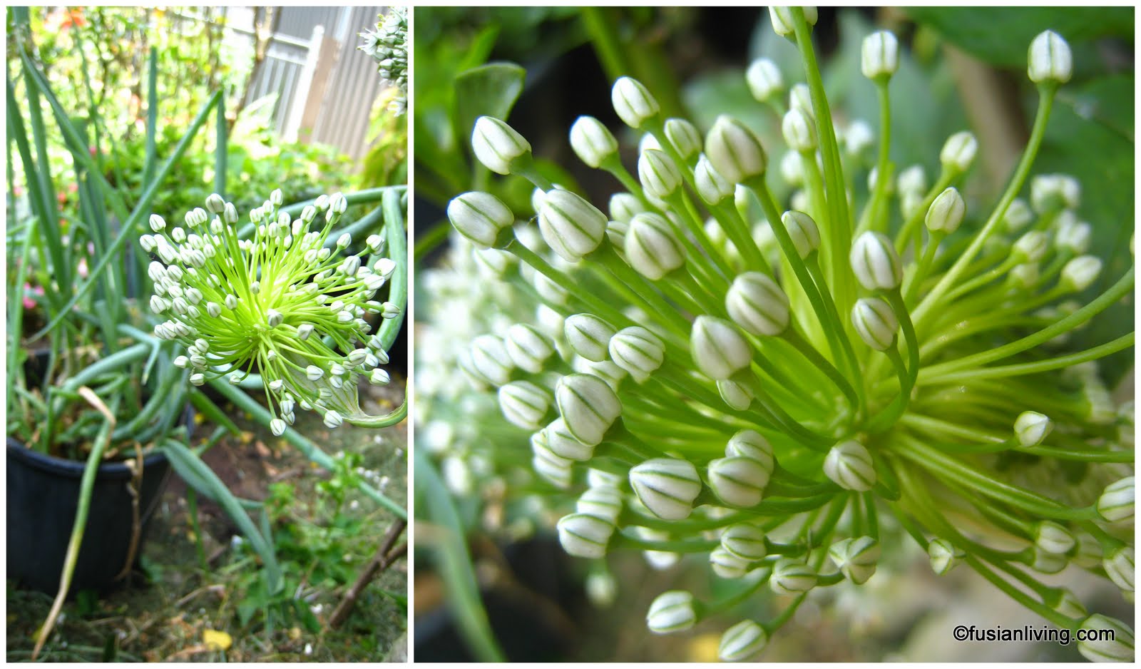 Easy way to grow Spring Onions Grow Your Own Veg Blog. Gardening and Food Blog.