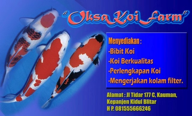 Koi Blitar