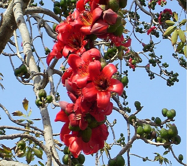 We love Our Bangladesh Silk Cotton Tree Shimul Ful/Shimul Tular Gash