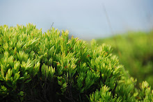 Great Ocean Walk