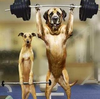 dog_lifting_weights_-_popoever.jpg