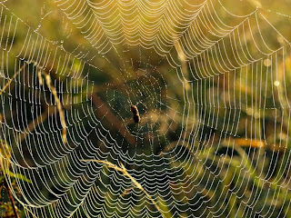 Spider Web wallpapers