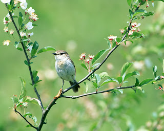 Sparrow on Branch wallpaper