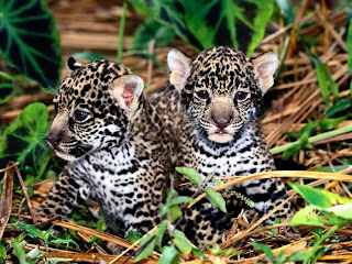 Jaguar Animal wallpaper
