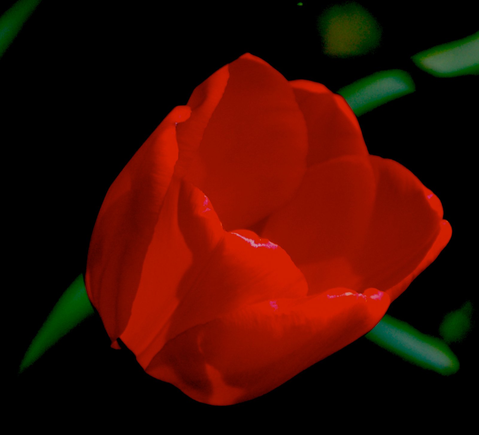 http://1.bp.blogspot.com/_Ym3du2sG3R4/TJgbO4K3O0I/AAAAAAAAC1g/BhLTDO9wlLM/s1600/Red-Rose-wallpaper.jpg