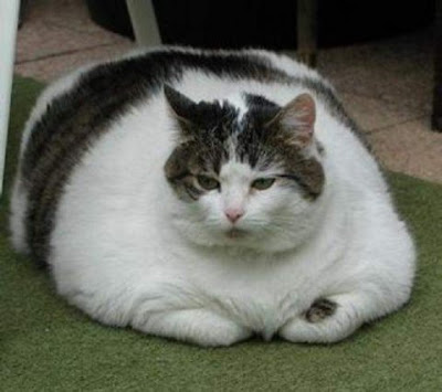 mad fat cat