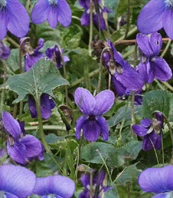 [violets.gif]