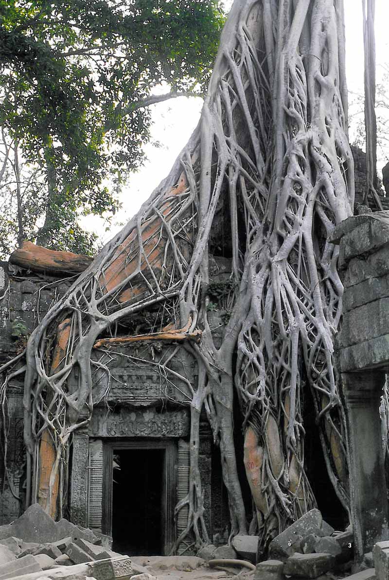 [ficus_attack.jpg]