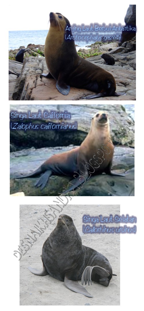 Dhezna World Perbedaan Anjing Laut Dan Singa Laut
