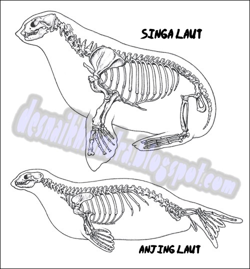 Dhezna World Perbedaan Anjing Laut Dan Singa Laut