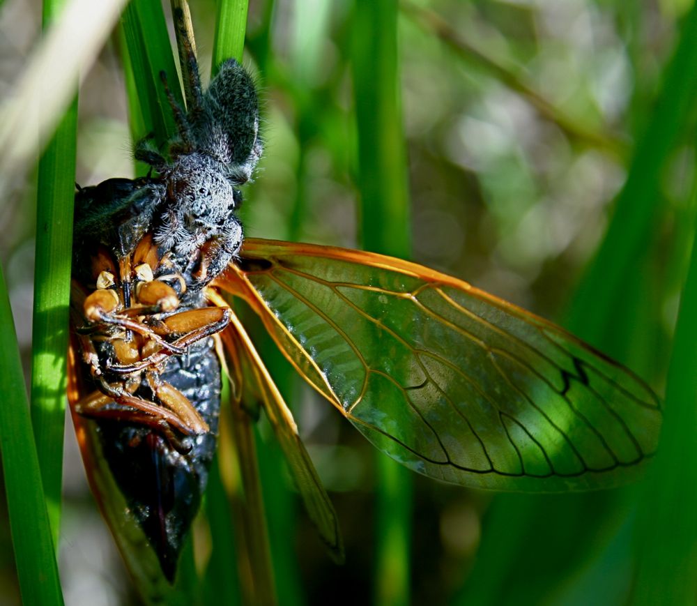 [jumping+spider+eating+cicada.jpg]