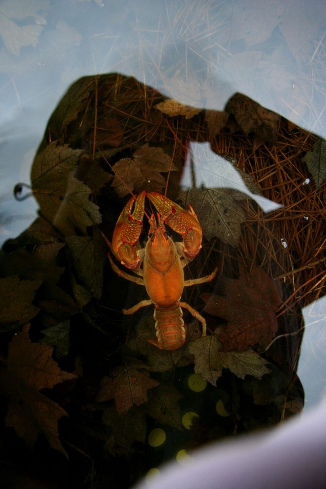 [Crawdad+terrestrial+crayfish.JPG-7.jpg]