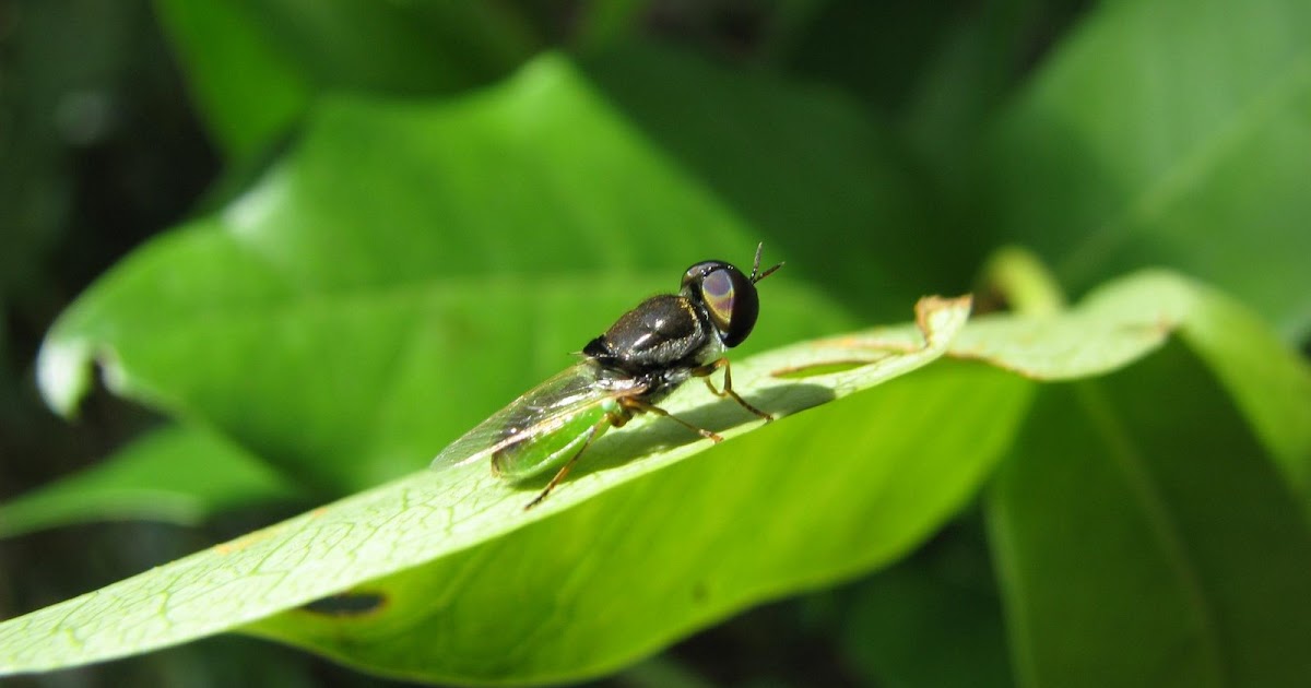 Green fly RWS Photo Blog Splendour pictures of Borneo