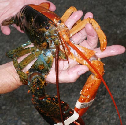 [animal_oddities_two-toned_lobster.jpg]