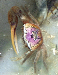 Atlantic Sand Fiddler Crab