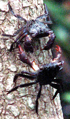 Fiddler Crabs