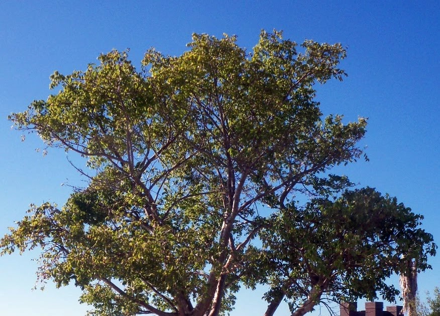 Southwest Florida Shoreline Studies: Tourist Tree: Gumbo Limbo