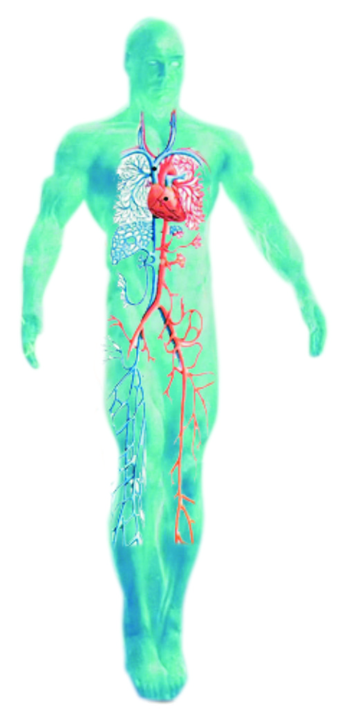 Circulacion Pulmonar Y General Del Cuerpo