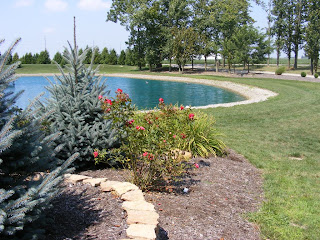 Roses, hydrangeas next to blue spruce with pond in background