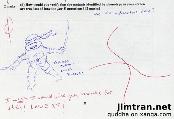 [turtle.bmp]