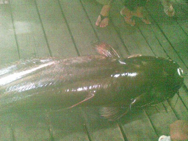 AQUACULTURIST (pembudidaya ikan): ikan Tapah (wallago sp ...