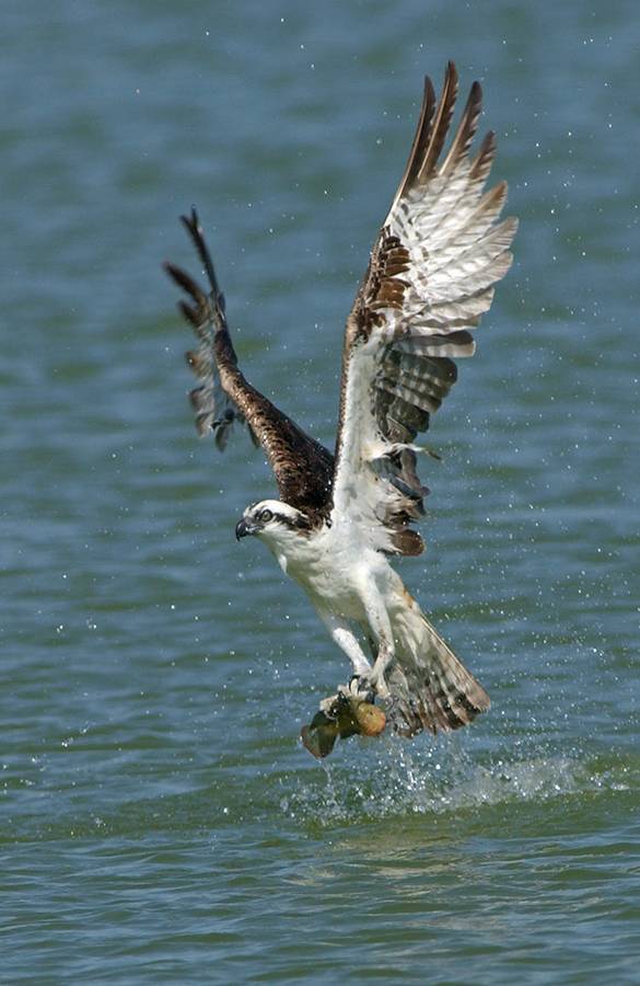 pics of osprey