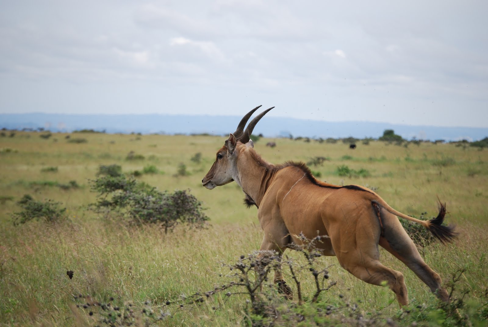 Nairobi National Park