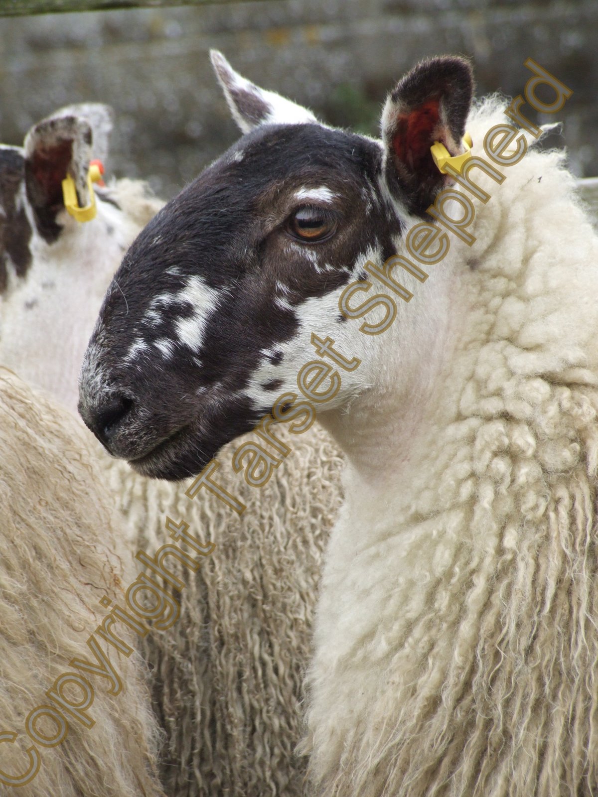 Shepherd's blog Dressing mule ewe lambs