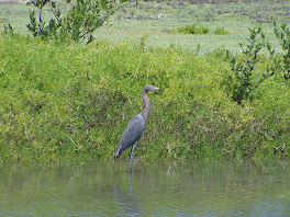 Heron vert de Gran Roque