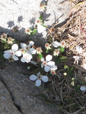 Flowers in the granite
