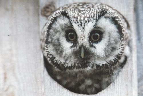 Pearl Owl