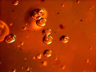 Oldest Fossil Bacteria